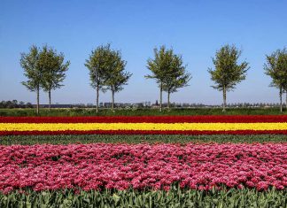 Kinh nghiệm du lịch Hà Lan mà du khách cần phải biết!