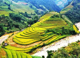Đi du lịch Sapa khám phá ruộng bậc thang mùa lúa chín
