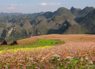 Những cung đường “phượt” tuyệt đẹp để ngắm mùa hoa tam giác mạch Đông Bắc