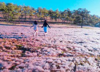 Những địa điểm du lịch Đà Lạt ngắm đồi hoa cỏ hồng gây sốt