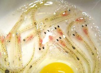 Du lịch đến Nhật Bản nếm thử món “cá nhảy múa”