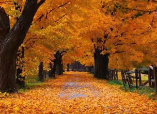 Địa điểm du lịch Nhật Bản ngắm lá phong đỏ vào mùa Thu