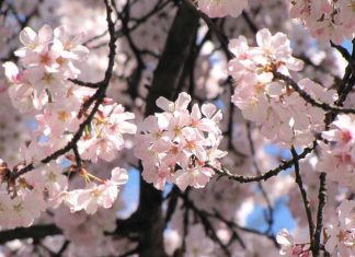 Hoa anh đào – Biểu tượng thu hút khách du lịch đến Nhật Bản