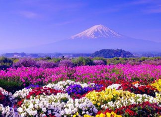 Du lịch Nhật Bản mùa Hè có gì hấp dẫn?