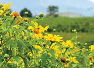 Những địa điểm du lịch Đà Lạt khám phá cánh đồng mùa hoa Dã Quỳ