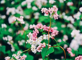 Những cung đường “phượt” tuyệt đẹp để ngắm mùa hoa tam giác mạch Đông Bắc