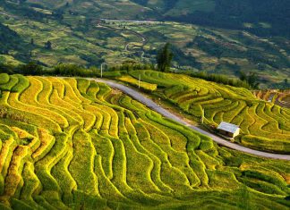 Tháng mấy đi du lịch Yên Bái ngắm ruộng bậc thang vào độ lúa chín?