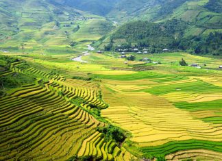 Ruộng bậc thang Yên Bái đẹp rực rỡ với sắc vàng lúa chín