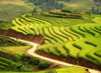 Điểm danh ngay những địa điểm du lịch Sapa ngắm ruộng bậc thang mùa lúa chín