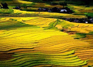 Khung cảnh ruộng bậc thang Sapa vẻ đẹp bình dị từ thiên nhiên
