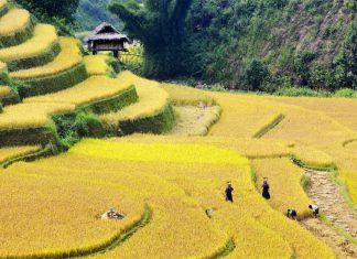 Mùa vàng Tây Bắc và những thửa ruộng bậc thang vào mùa lúa chín