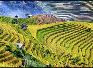 Du lịch Tây Bắc mùa lúa chín – khám phá bức tranh thiên nhiên nhiều màu sắc