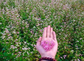 Trải nghiệm chuyến du lịch Đông Bắc ngắm đồi hoa tam giác mạch đặc sắc