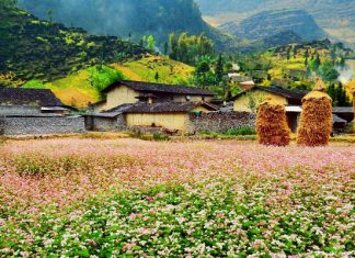 Top 10 điểm đến ngắm hoa tam giác mạch nổi tiếng nhất vùng Đông Bắc