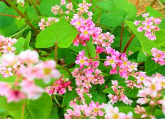 “Lạc lối” giữa cánh đồng hoa tam giác mạch Đông Bắc tuyệt đẹp