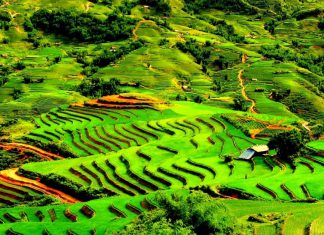 Nét đẹp quyến rũ của những thửa ruộng bậc thang Sapa