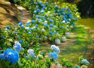 Khám phá những rừng hoa Đà Lạt rực rỡ muôn sắc màu