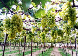 Những tour du lịch nghỉ lễ 2/9 tung hoành ở Nha Trang chỉ trong 2 ngày