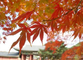 Những địa điểm lý tưởng chiêm ngưỡng mùa thu ở Hàn Quốc