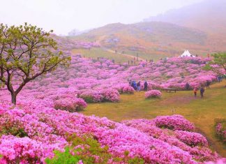 Du lịch Hàn Quốc mùa Xuân có gì hấp dẫn?