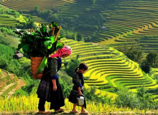 “Ngỡ ngàng” trước vẻ đẹp ruộng bậc thang Tây Bắc mùa lúa chín