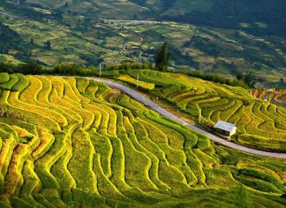 Những bức tranh tuyệt đẹp nhiều màu sắc của Tây Bắc mùa lúa chín
