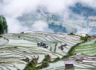 Vẻ đẹp danh thắng ruộng bậc thang Yên Bái mùa nước đổ