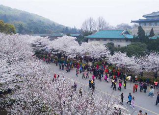 Vũ Hán mùa hoa Anh Đào – thiên đường đệ nhất là đây chứ đâu