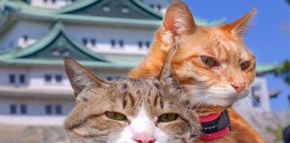 Du lịch Nhật Bản ghé qua đảo mèo Aoshima có gì hấp dẫn?