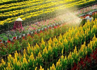 Vi vu làng hoa Sa Đéc – thủ phủ hoa kiểng nức tiếng Đồng Tháp Vi vu làng hoa Sa Đéc - thủ phủ hoa kiểng nức tiếng Đồng Tháp